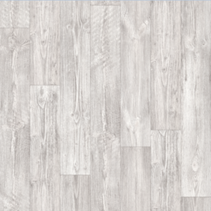 AUSTRALIAN PINE 1