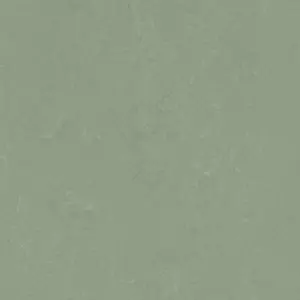 3750 pine forest